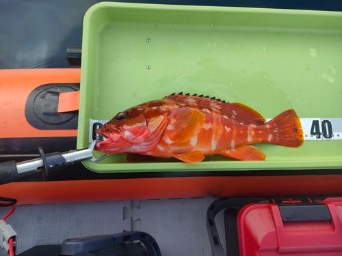 アカハタの釣果