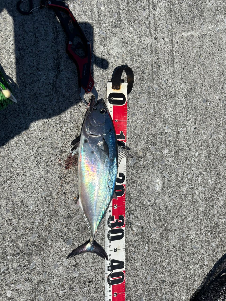 ダイワ　19レグザLT3000D-CXH ダイワ(Daiwa) 19LEXA(レグザ) LT3000S-CXH 00067219