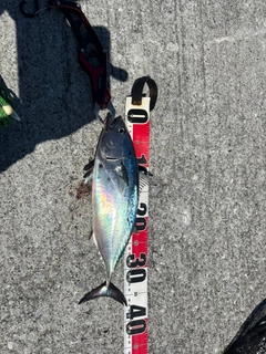 スマカツオの釣果