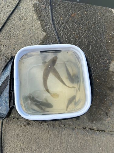 ハゼの釣果