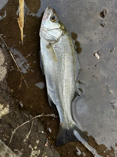 セイゴ（ヒラスズキ）の釣果
