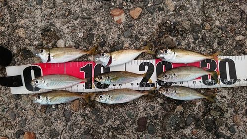 アジの釣果