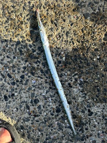 ダツの釣果