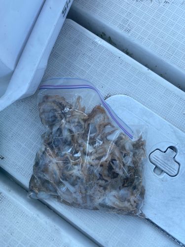 イイダコの釣果