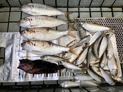 若洲海浜公園海釣り施設