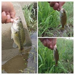 スモールマウスバス