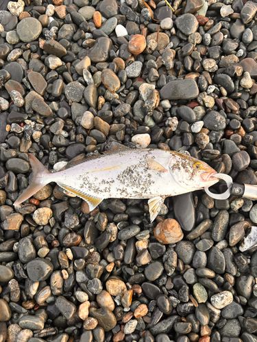 ショゴの釣果