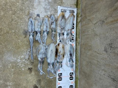 アオリイカの釣果