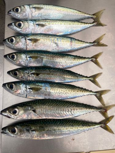 サバの釣果