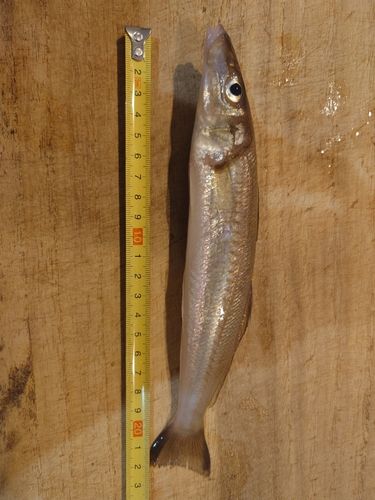 キスの釣果