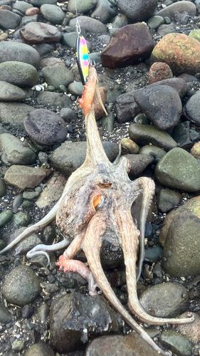タコの釣果