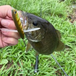 スモールマウスバス