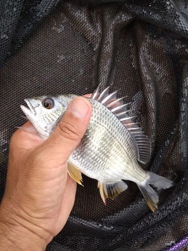 キビレの釣果