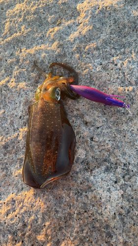 アオリイカの釣果