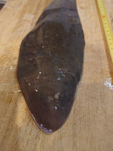 シタビラメの釣果