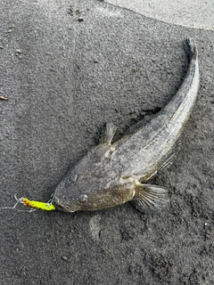 コチの釣果