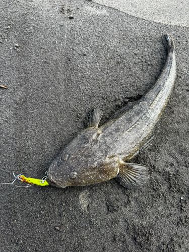 コチの釣果
