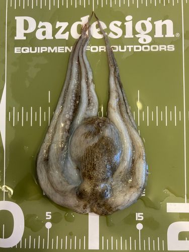 タコの釣果
