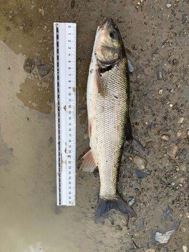 ウグイの釣果