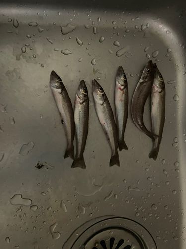シロギスの釣果