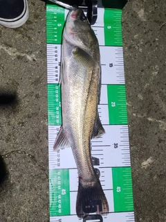 フッコ(マルスズキ)の釣果