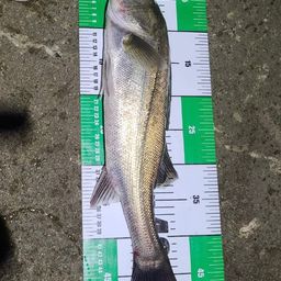 フッコ（マルスズキ）