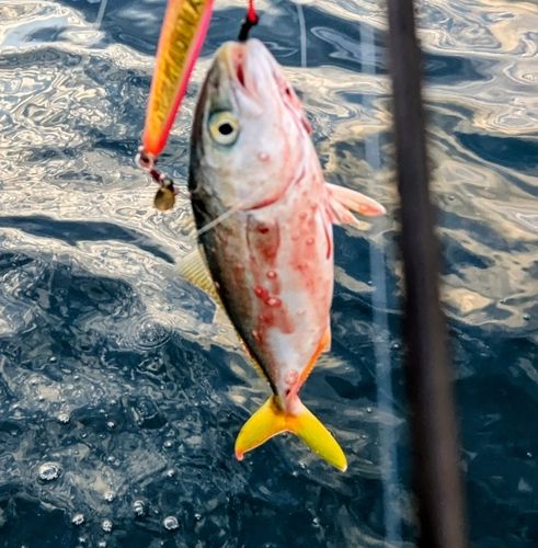 フクラギの釣果