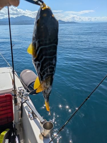 シマフグの釣果