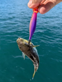 クサフグの釣果