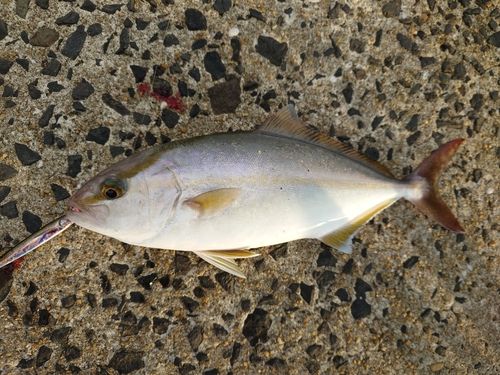 ネリゴの釣果