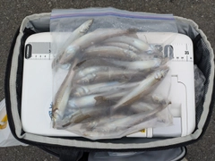 シロギスの釣果