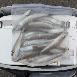 シロギス