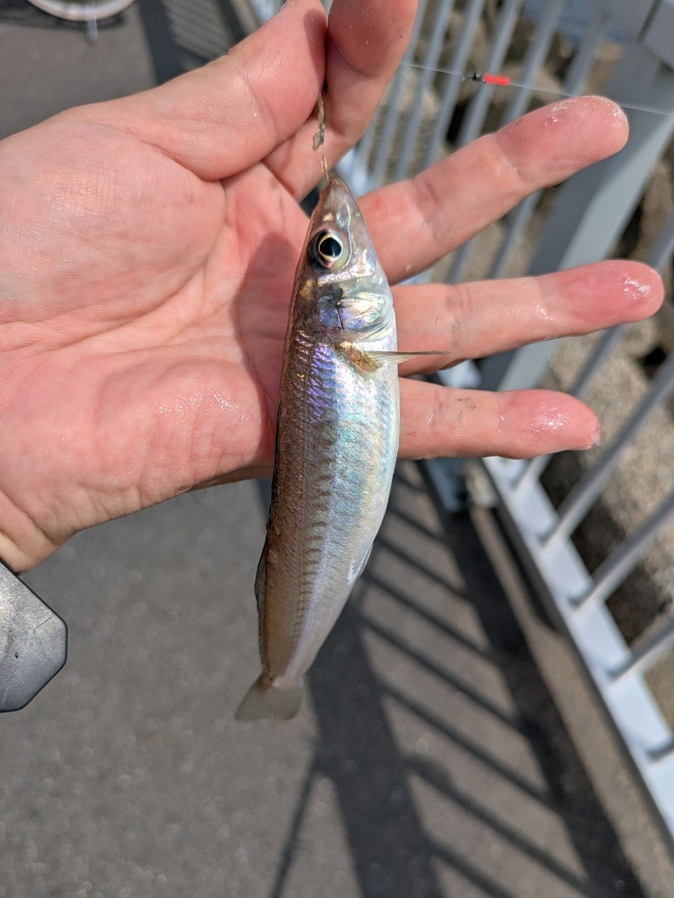 シロギス