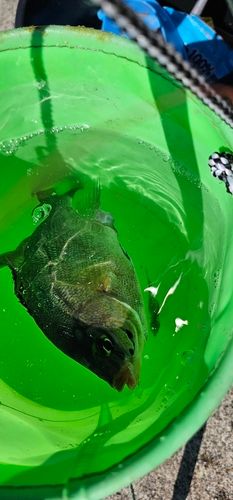 ウミタナゴの釣果