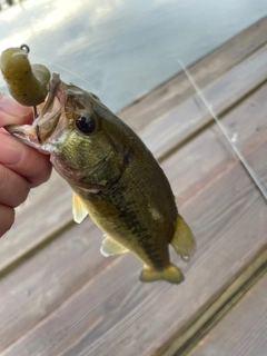 ラージマウスバスの釣果
