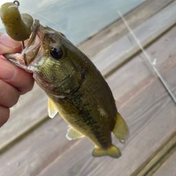 ラージマウスバス