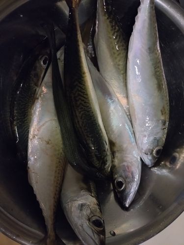 サバの釣果