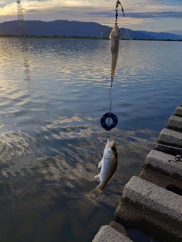 セイゴ（マルスズキ）の釣果