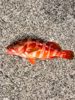 アカハタの釣果