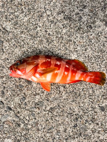 アカハタの釣果