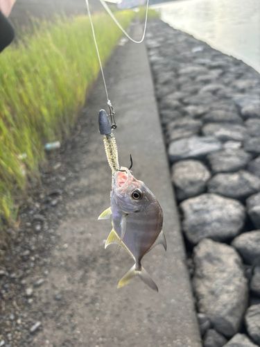 メッキの釣果