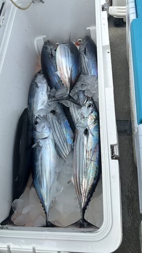 カツオの釣果