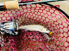 ウグイの釣果