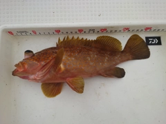 キジハタの釣果