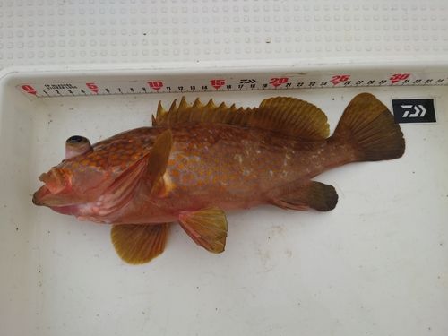 キジハタの釣果