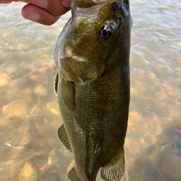 スモールマウスバス