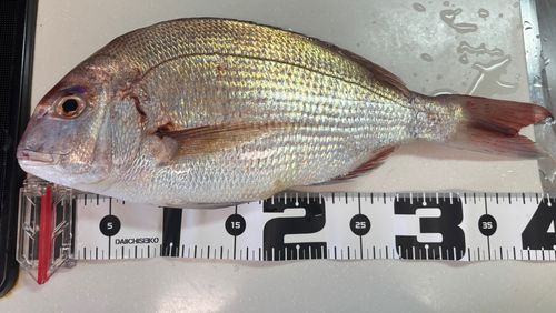 タイの釣果