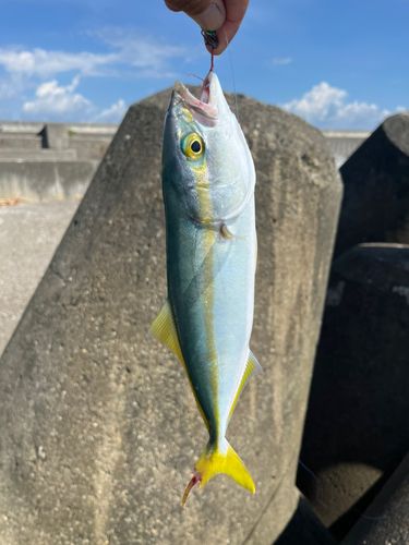 ワカシの釣果