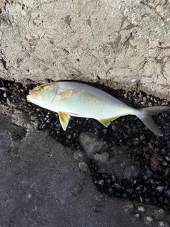 ショゴの釣果