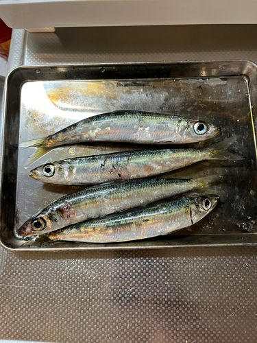 イワシの釣果